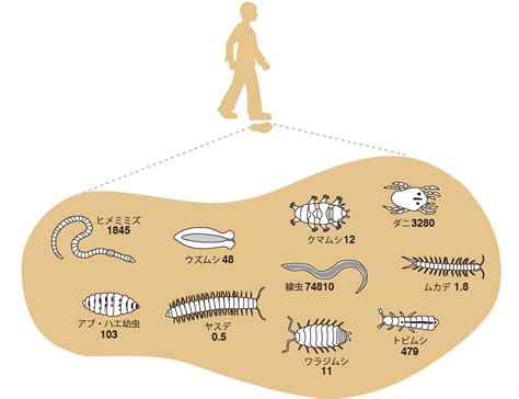 土 動物|土壌生物